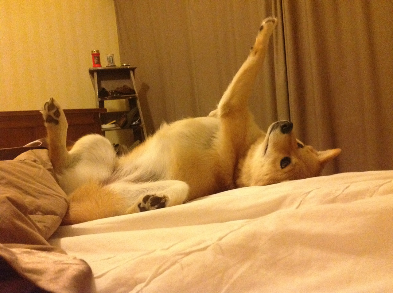 “德甲高水平对抗，技术与战术完美融合”，德甲谁厉害