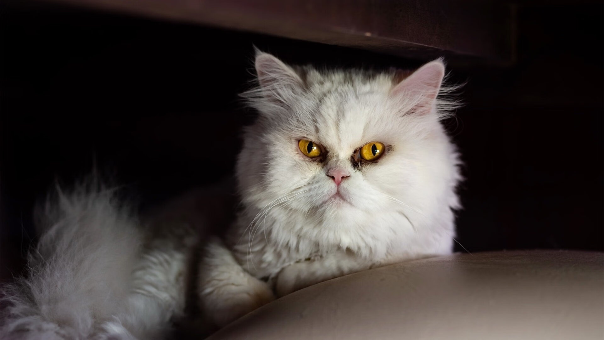 【自动判罚的未来】科技怎样帮助裁判做出更准确的决定？，自动制裁是什么意思