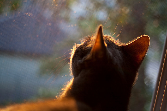 一场比赛：库里在火箭队比赛中投中13个三分，打破NBA单场远投纪录！