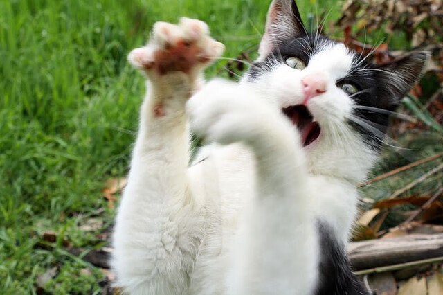 快船队的信心已恢复,目标冲击西部冠军,快船队原来叫什么