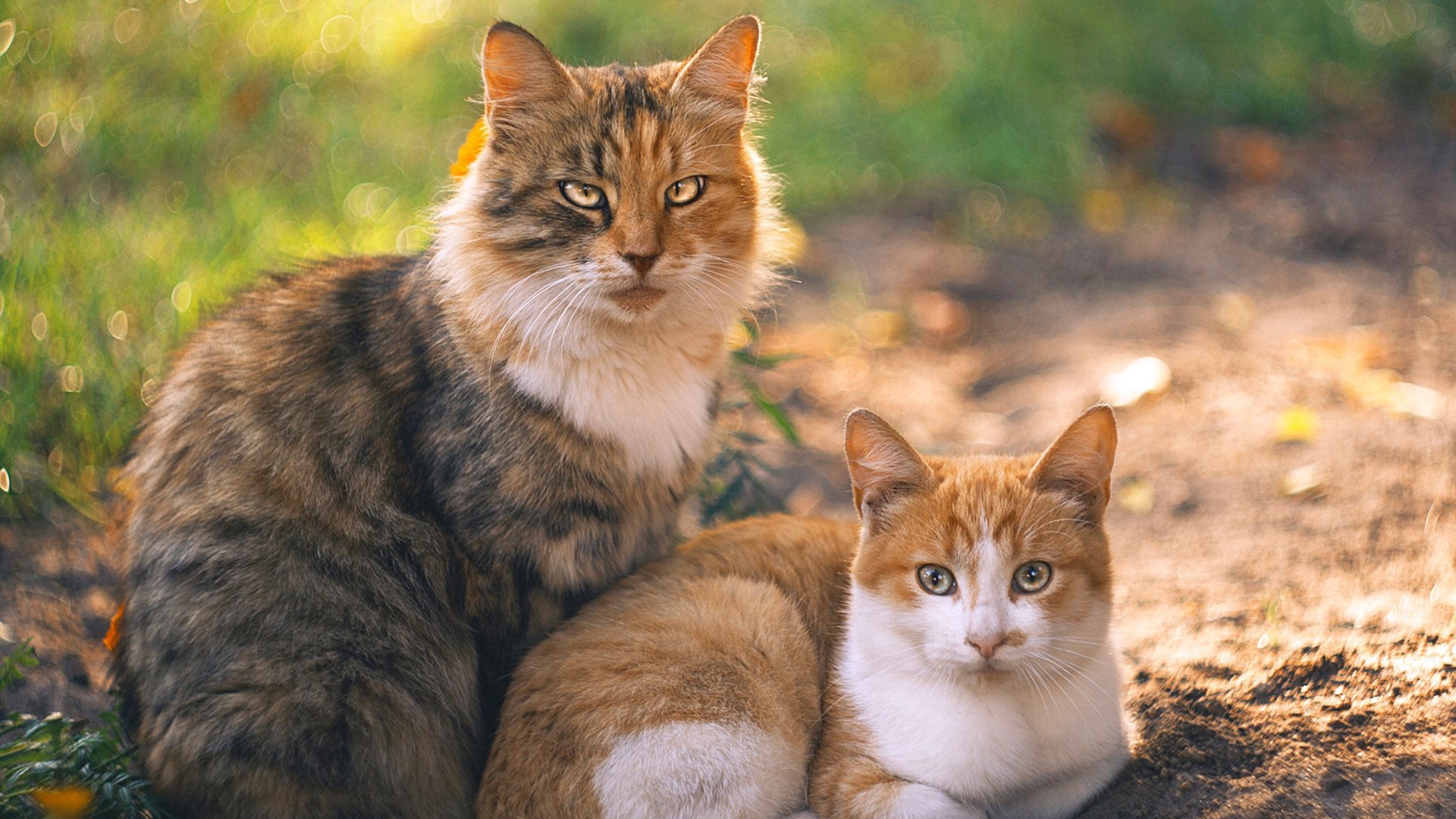 “传感器与大数据赋能投打战术——近年来科技变革对棒球竞争格局的深远影响”