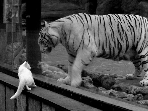 开云·Kaiyun网页版-“篮行天下”青少年篮球交流展在多国成功举行，全球影响扩大，青少年篮球协会