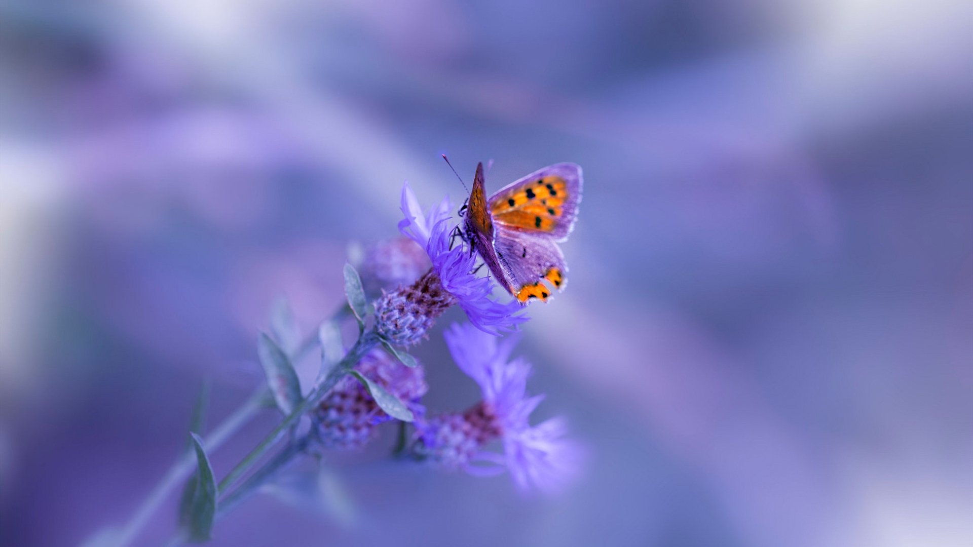 城市帮派篮球争霸战，青春热血的街头竞技，城市篮球挑战赛在哪里