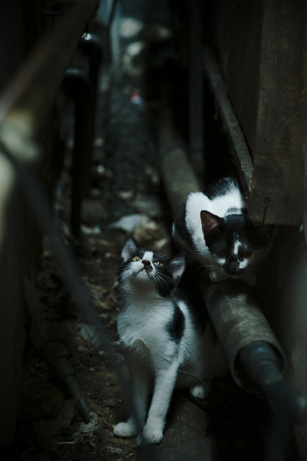 山地越野摩托赛，荒野中的速度与驭风者，山地越野摩托车项目介绍