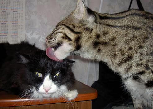 捷克队晋级欧洲杯八强，年轻球员崭露头角，捷克队欧洲杯最好成绩